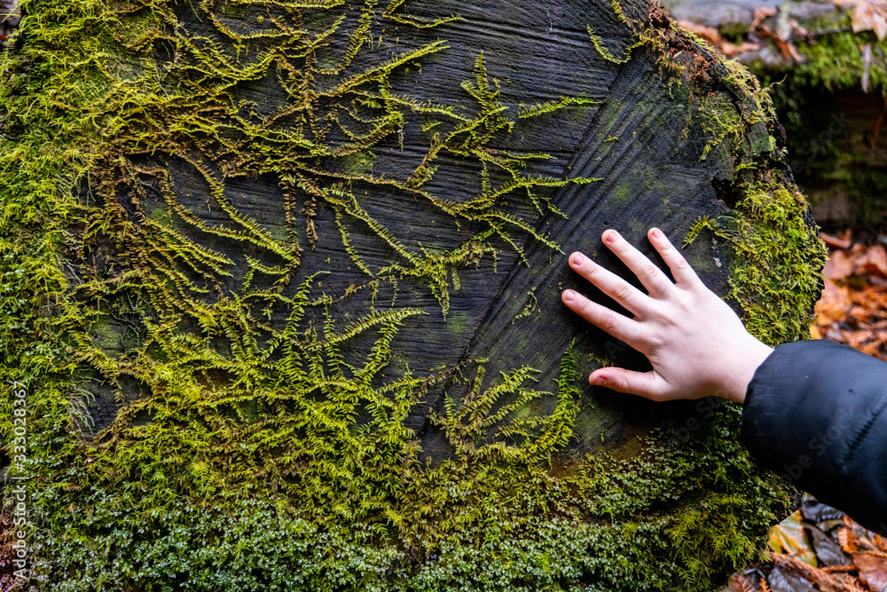 hand touching moss