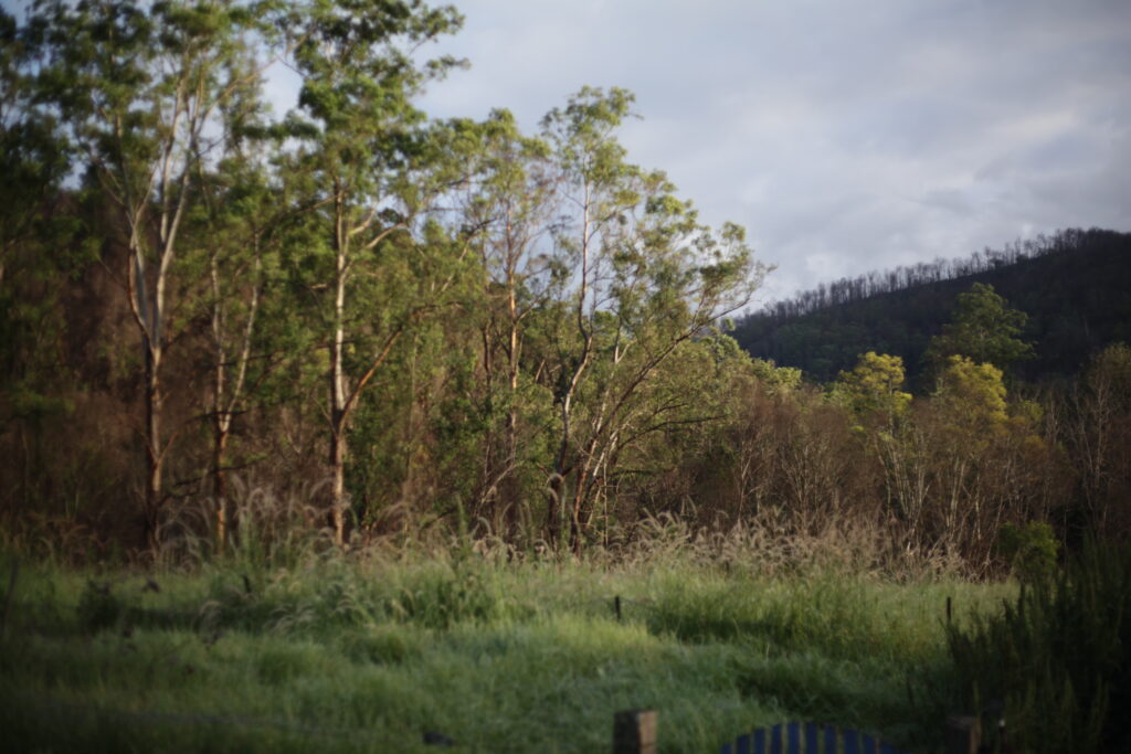 rural scene paddock live trees foreground, burnt trees in background