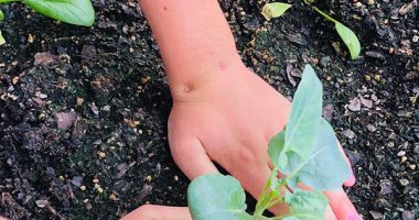 A child's hand planting a seeding