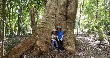 play nature tree boys